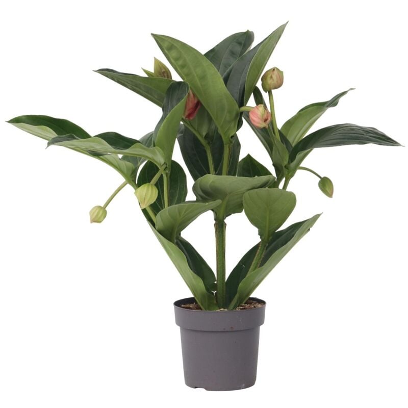 Plant In A Box - Medinille magnifique - Medinilla magnifica - Hauteur 55-60cm - ⌀17cm