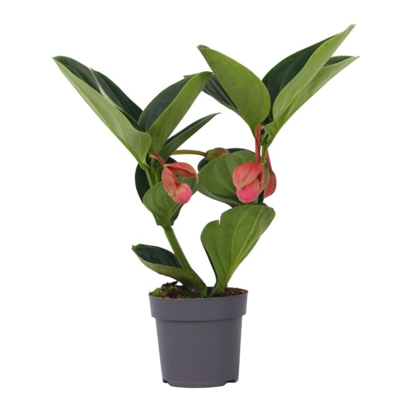 Plant In A Box - Medinille magnifique - Medinilla magnifica - Hauteur 40-50cm - ⌀14cm