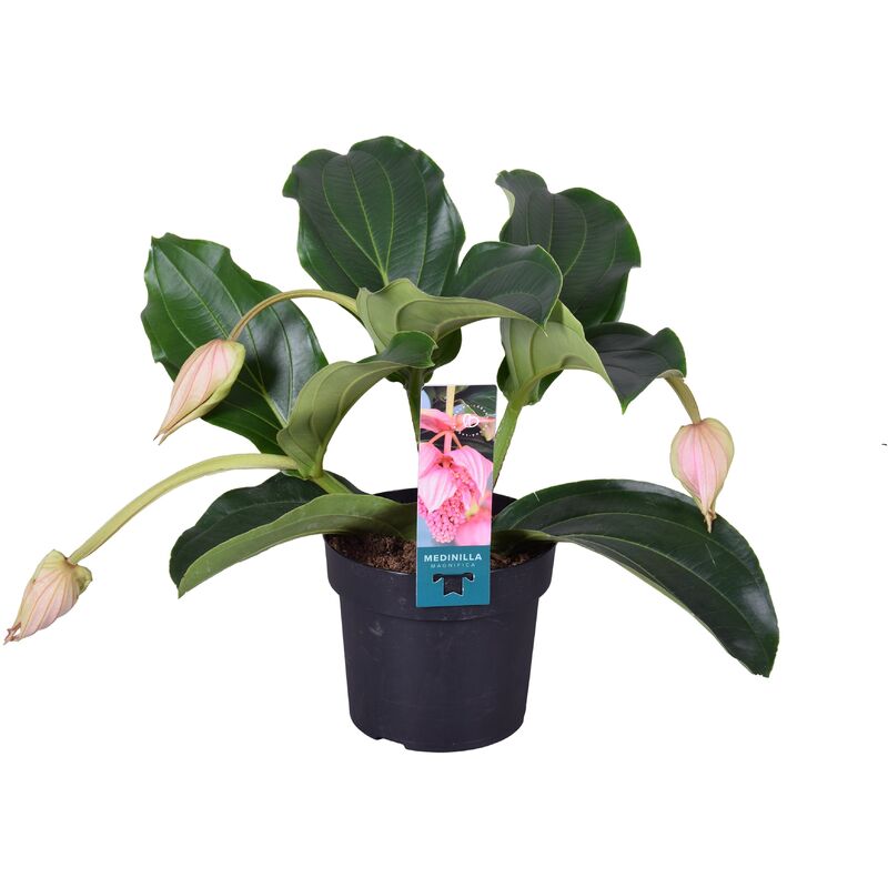 Plant In A Box - Medinilla Magnifica - Pot 17cm - Hauteur 40-50cm - Rose