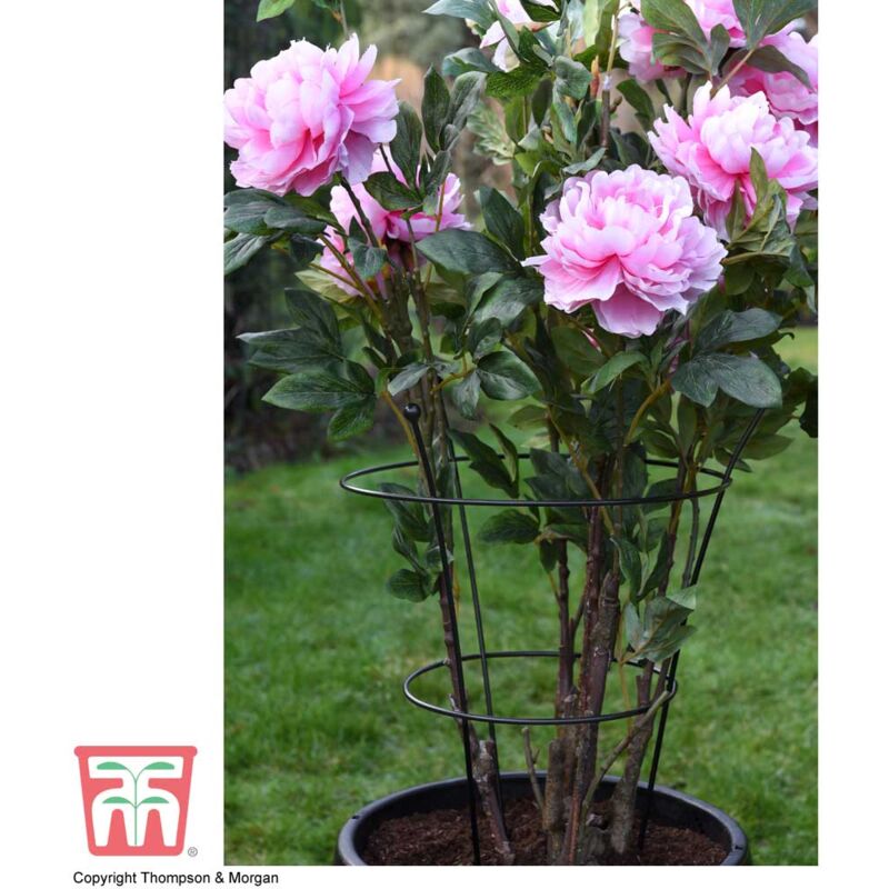 Thompson&morgan - Medium Peony Frame Outdoor Heavy Duty Herbaceous Garden Plant Support Ring for Perennial Flowers Border Cage 63cm x 34cm (x1)