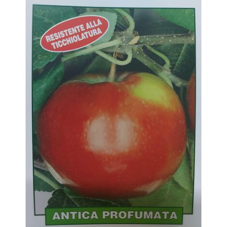 Mela antica profumata - pianta di 3 anni