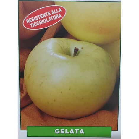 Mela Gelata - pianta di 3 anni