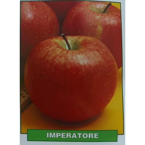 Mela Imperatore - pianta di 3 anni