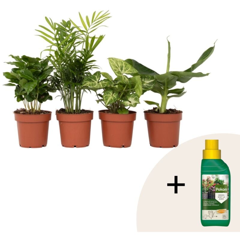 Plant In A Box - Mélang de plantes d'intérieur - Set de 4 - Hauteur 25-40cm - ⌀12cm