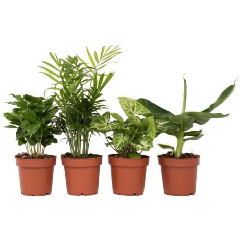 Mélang de plantes d'intérieur - Set de 4 - Hauteur 25-40cm - ⌀12cm