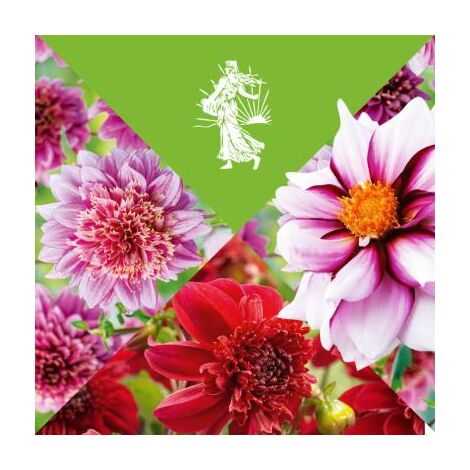 MELANGE 5 DAHLIAS