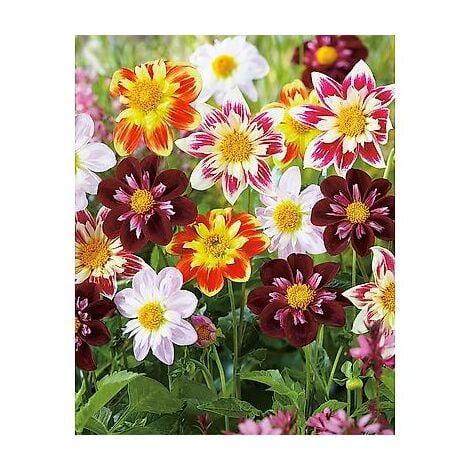 MELANGE 5 DAHLIAS COLLERETTES