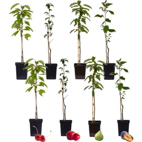 Mélange d'arbres fruitiers - Set de 8 - Malus, Pryus, Prunus - H60-70cm - ⌀9cm