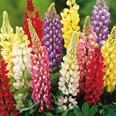 JUB Mélange de 10 bulbes Lupin mix