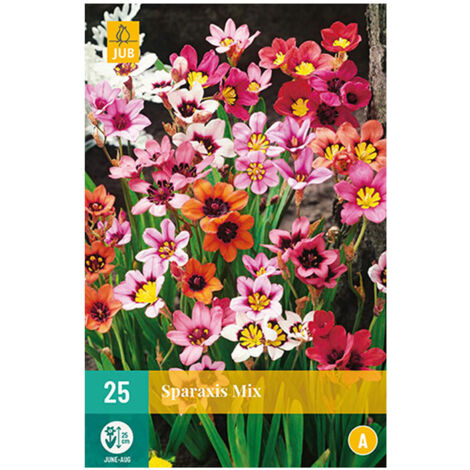 JUB Mélange de 25 bulbes Sparaxis