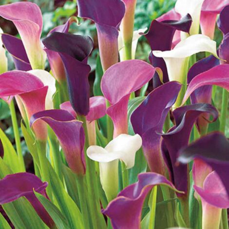 JUB Mélange de 3 ARUMS PASTEL