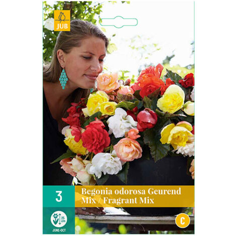 Mélange de 3 CASCADES ODOROSA FRAGRANT Multicolore