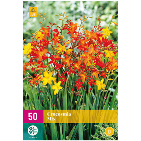 MELANGE DE 50 CROCOSMIA Multicolore