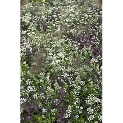 Mélange de fleurs anti-moustiques – Graines annuelles 10g – Hauteur 20-35 cm – Pour bords de maison et terrasses ensoleillées – Fabre Graines