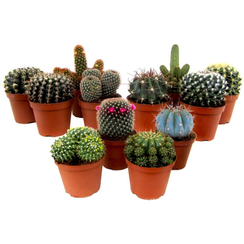 Plant In A Box - Mini Cactus - Mélange de 12 Pièces - Pot 5.5cm - Hauteur 5-10cm - Vert