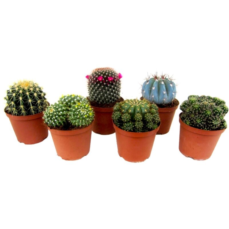 Plant In A Box - Mini Cactus - Mélange de 6 Pièces - Pot 5.5cm - Hauteur 5-10cm - Vert