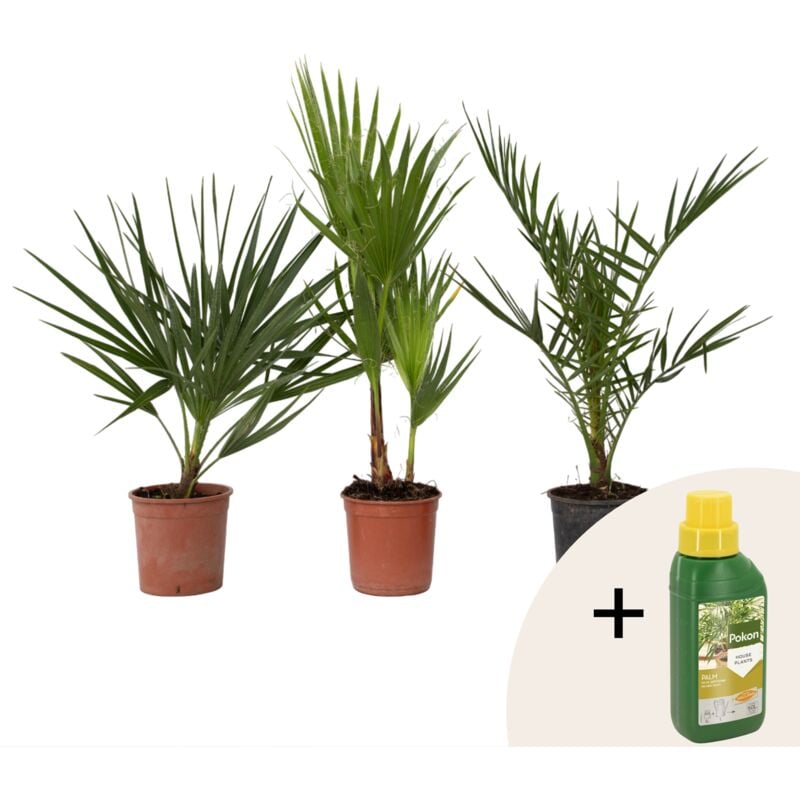 Plant In A Box - Mélange de palmiers d'extérieur - Set de 3 - Hauteur 50-70cm - ⌀15cm