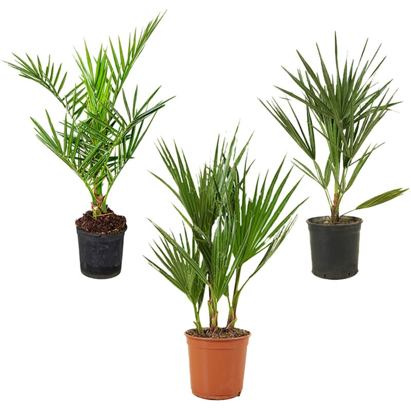 Mélange de Palmiers Rustiques - Lot de 3 - Plantes d'extérieur - ⌀ 14/15 - ↕ 50-60 cm