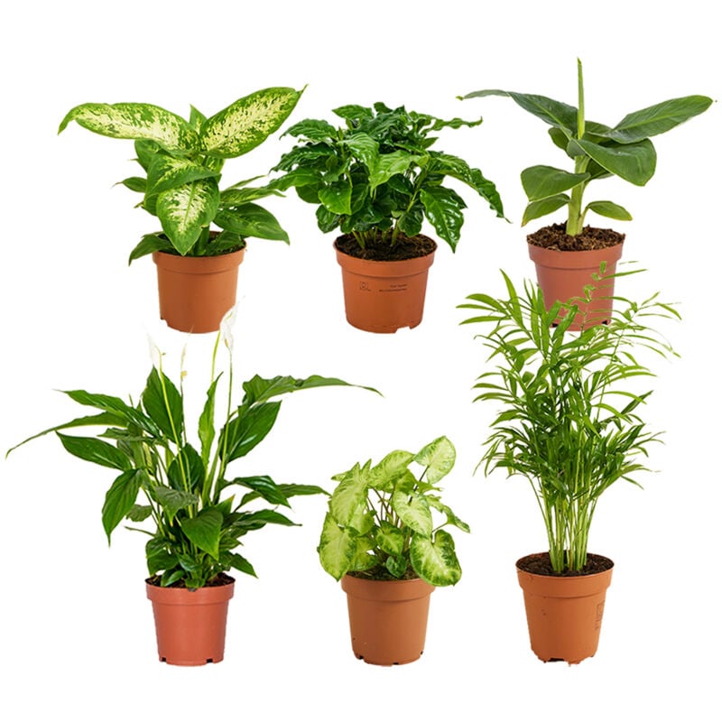 Bloomique - Mélange de Plantes d'Intérieur Vertes - Lot de 6 - ⌀12 cm - ↕ 25 - 45 cm - Green
