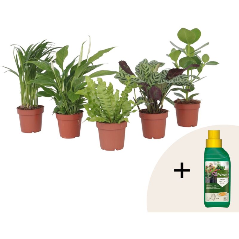 Plant In A Box - Mélange de plantes purificatrices d'air - Set de 5 - Hauteur 25-40cm - ⌀12cm