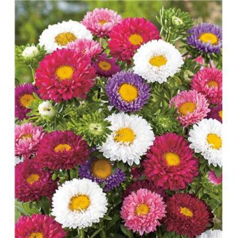 MELANGE DE REINE MARGUERITE - 1 G - Graines
