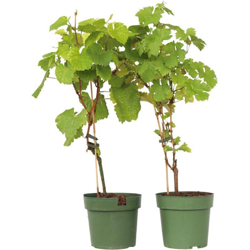 Vigne à raisin - Set de 2 - Vitis 'Himrod', Vitis 'Vanessa' - H60-75cm - ⌀21cm