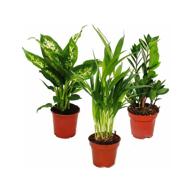 Mélange pour plantes d'intérieur i set de 3, 1x Dieffenbachia, 1x Areca palm (corps chrysalide) 1x Zamio palm (Zamioculcas), 10-12cm pot