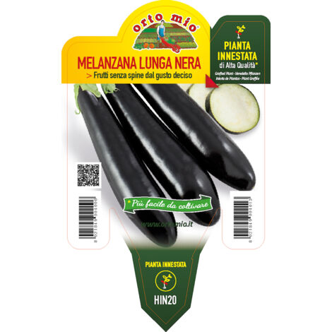 Melanzana innestata lunga nera V10 Orto mio