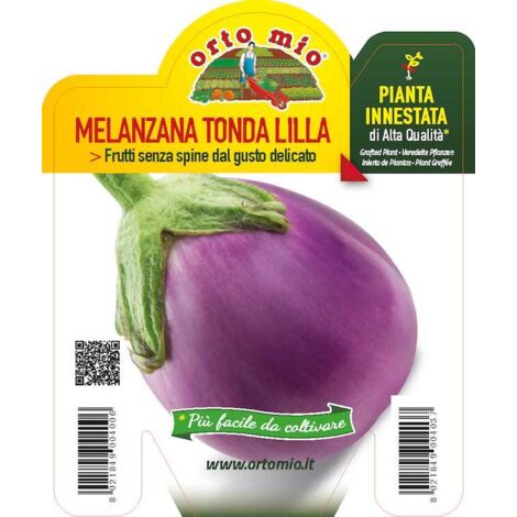 Melanzana innestata tonda lilla V10 Orto mio