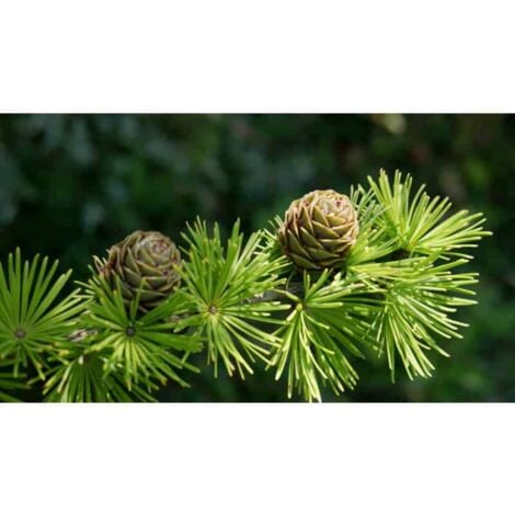 Mélèze d'Europe (Larix Decidua)