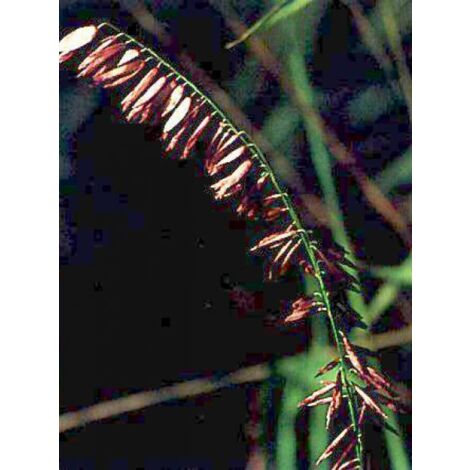 Mélique 'Atropurpurea' Godet de 8/9 cm