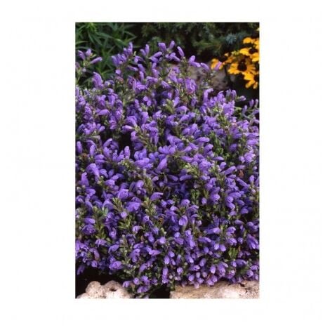 Mélisse de Moldavie ( Dracocephalum Moldavica ) - 0,5g