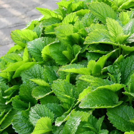 Mélisse officinale