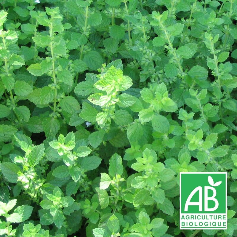 Mélisse officinale bio | Conditionnement: Lot de 5 godets