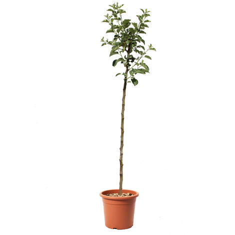 Melo Renetta del Canada - Malus Domestica - Piante da Frutto da Giardino - Vaso Ø 24 cm