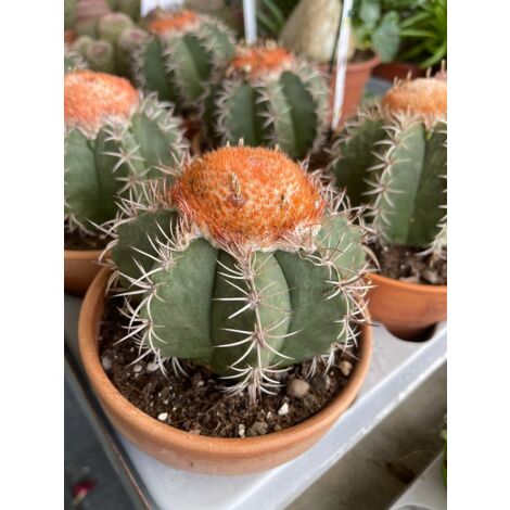 Melocactus matanzanus - Plante en pot 8 Photos réelles