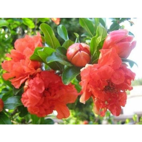 Melograno da fiore "Punica granatum" pianta a cespuglio in vaso 9 cm