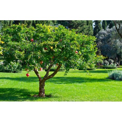 Melograno da frutto "Punica granatum" pianta in mastello da 180 lt cfr. tronco 40/60 cm