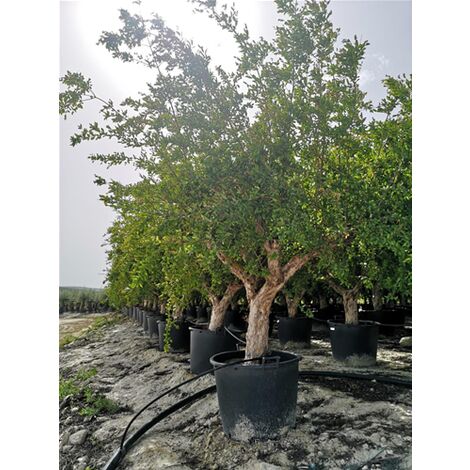 Pianta Di Melograno - Produce Frutti Grossi E Succosi, Ideale Per Giardino - Foto 9