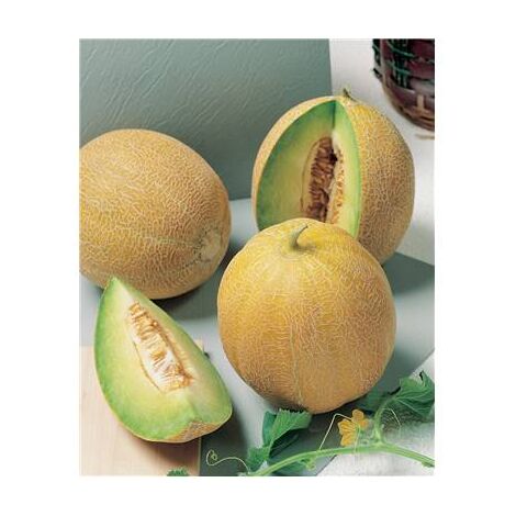 MELON BLANC GALIA HF1 - Graines & potager - 1 G