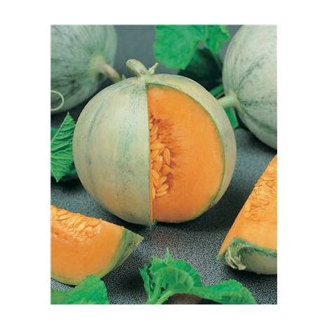 MELON CHARENTAIS - 5 G - Graines