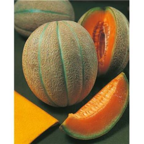 MELON GRISELET HF1 - 15 SEMENCES - Potager