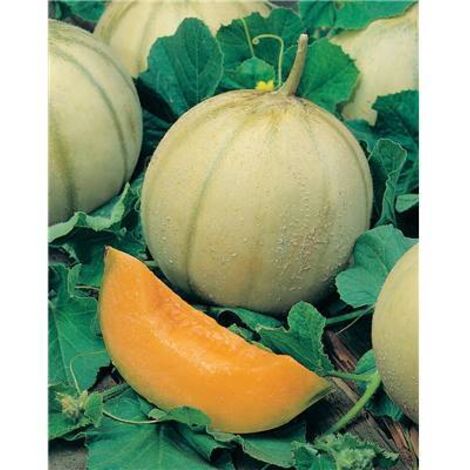 MELON TROUBADOUR - 1.5 G - Potager