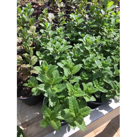 Menta mojito