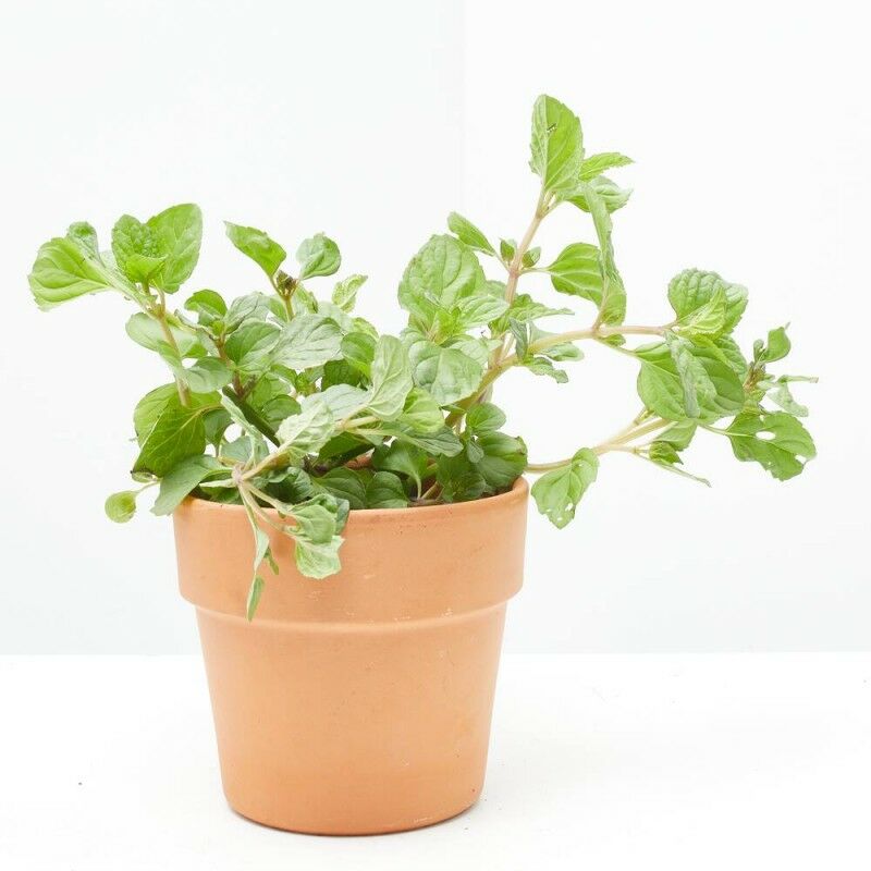 

MENTA - SURTIDO VARIADO - Maceta 11cm