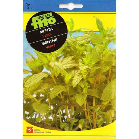 Menta verde Fito