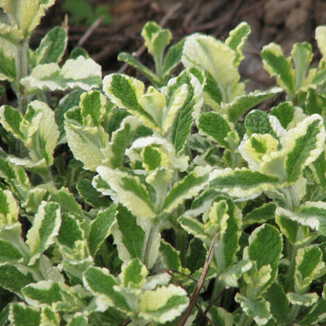 Menthe à feuilles rondes 'Variegata' Godet de 8/9 cm