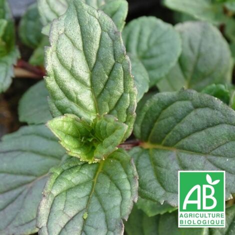 Menthe Agnes BIO/Godet
