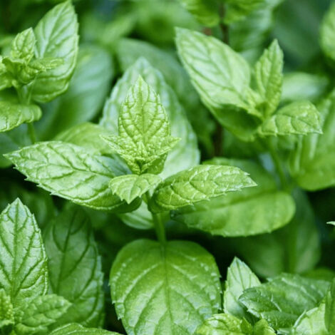 Menthe agrume - Prêt à consommer/Pot de 1,5L - 10/20 cm