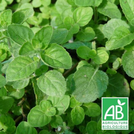 Menthe ananas BIO